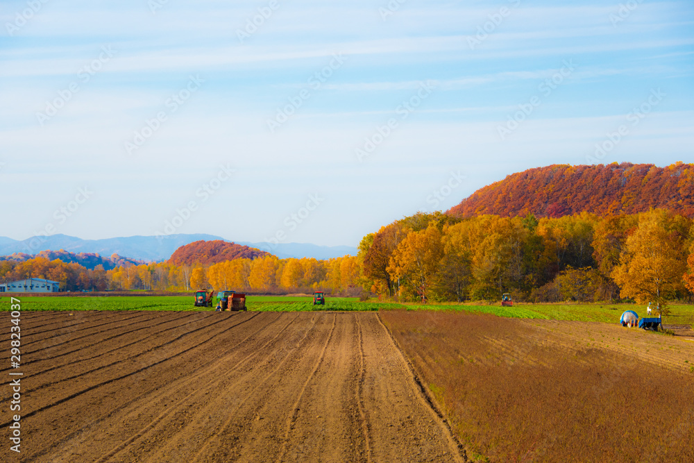 Fototapeta premium 晩秋田園風景
