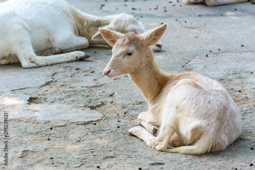 White fallow Deer (Dama dama), native to Europe, a type of deer from the family Cervidae, live in an area that is mixed woodland and open grassland. photo