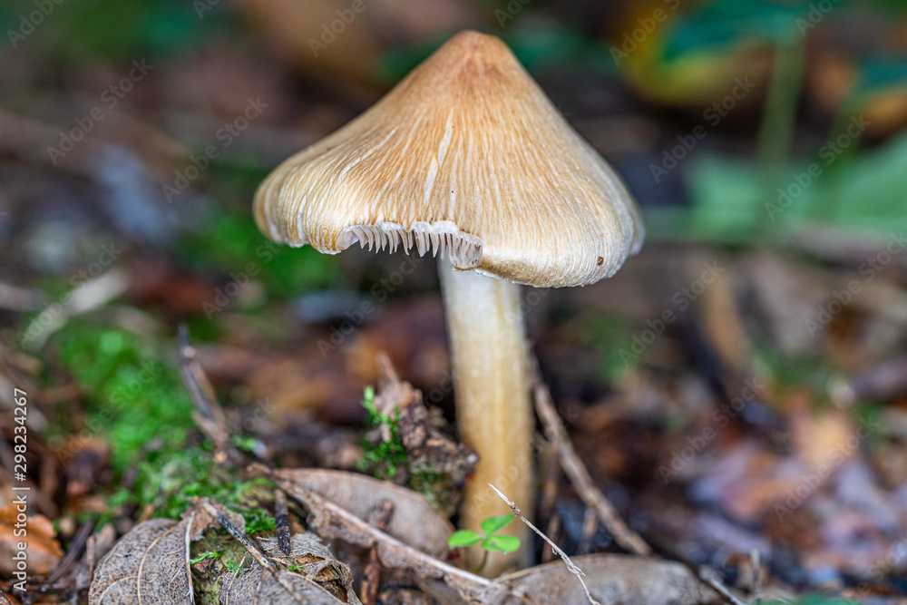 Täubling Pilz leicht angefressen im Wald Täubling Pilz leicht angefressen im Wald