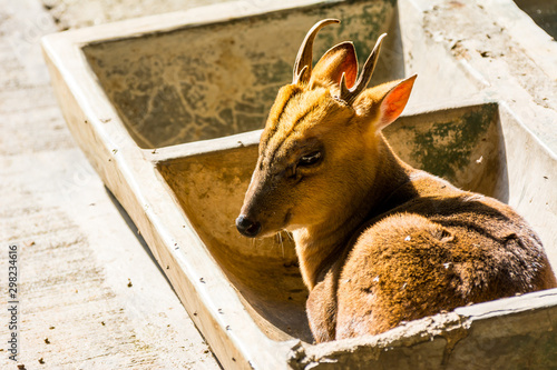 Reeves's muntjac (Muntiacus reevesi), sitting in a stone feeding trough, also known as Chinese muntjac, is a muntjac species found widely in southeastern China. photo