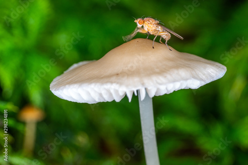 Kleine Fliege auf Pilz reibt sich die Füsschen photo