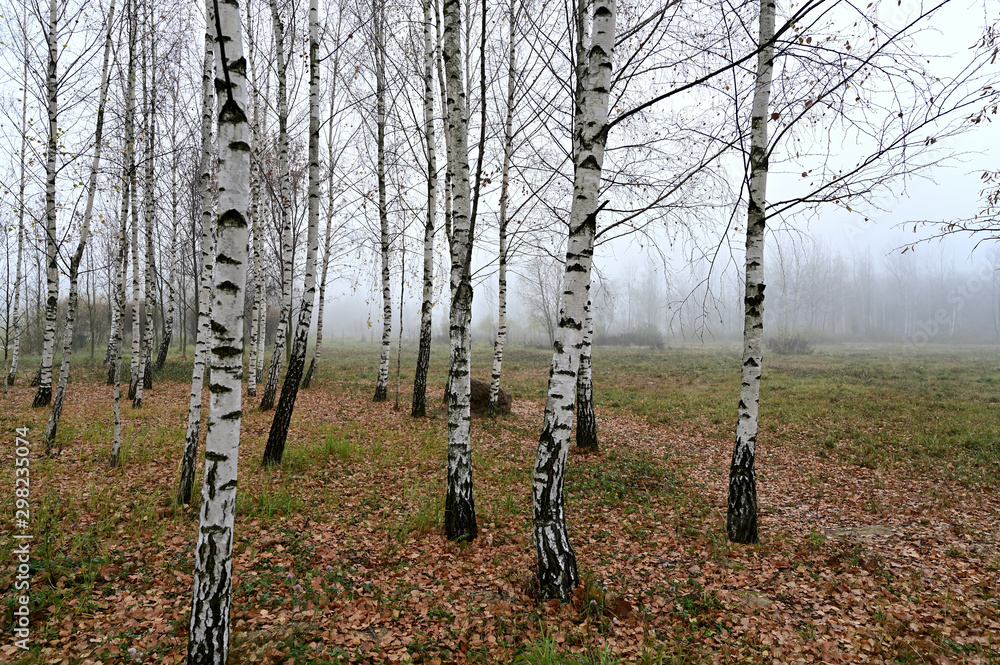 Obraz premium Photo of autumnal nature in the fog. Cloudy weather, boring mood.