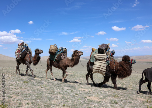 Load-carrying brown camels.