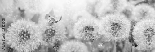 Dreamy dandelions blowball flowers, seeds fly in the wind and butterfly against sunlight. Vintage black and white toned. Macro soft focus. Image of spring. Nature greeting card panoramic background
