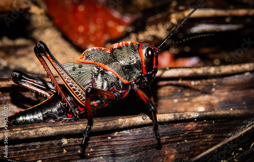 Black and red grasshopper (Caelifera), Cahuita National Park, Costa Rica. 
