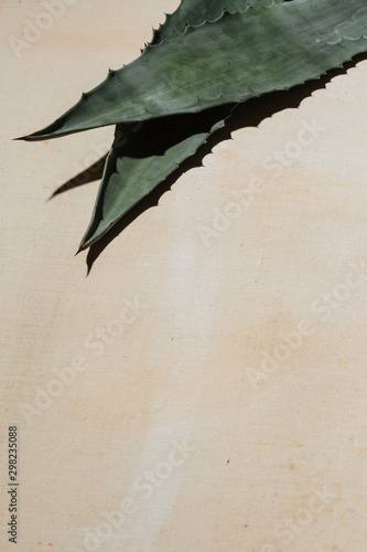 Agave leaves on white canvas, with neutral blank space.