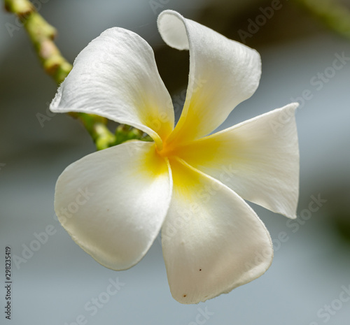 temple tree flower closeup isolated