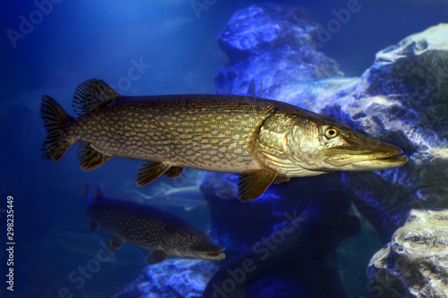 Freshwater fish pike perch (Sander lucioperca)