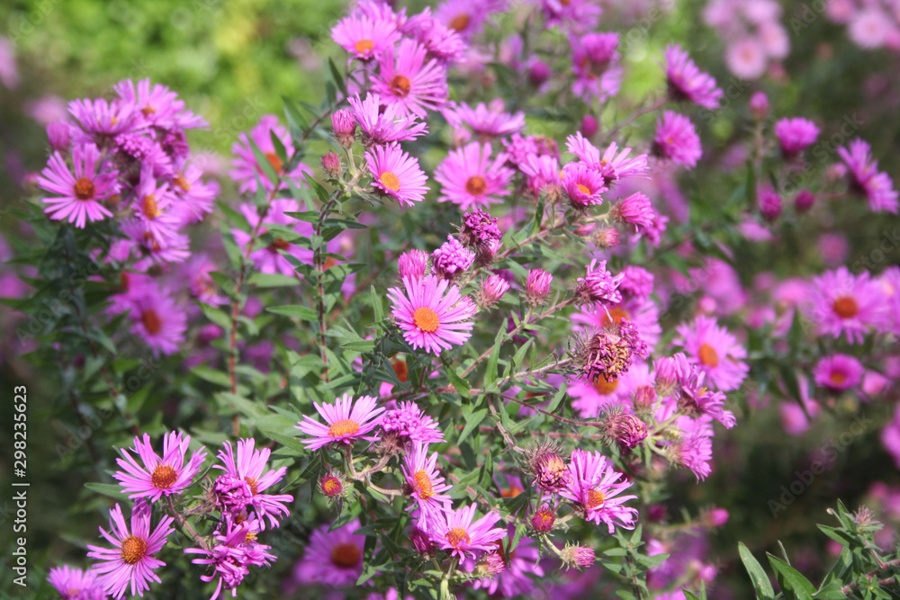 PInk Aster flowers in the garden. AsterFrikarti flowers on autumn PInk Aster flowers in the garden. AsterFrikarti flowers on autumn