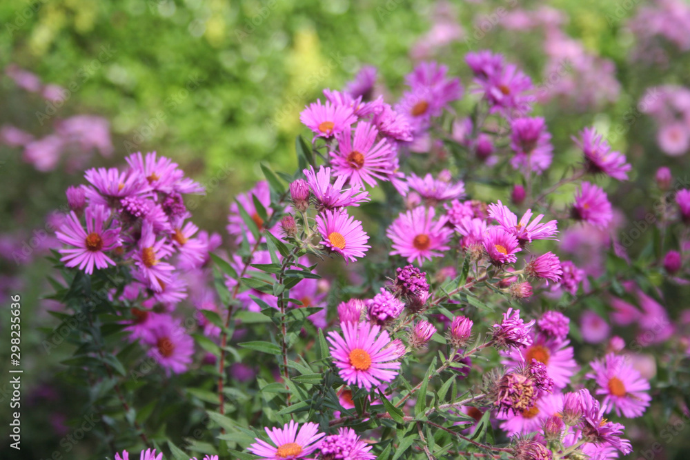 PInk Aster flowers in the garden. AsterFrikarti flowers on autumn PInk Aster flowers in the garden. AsterFrikarti flowers on autumn