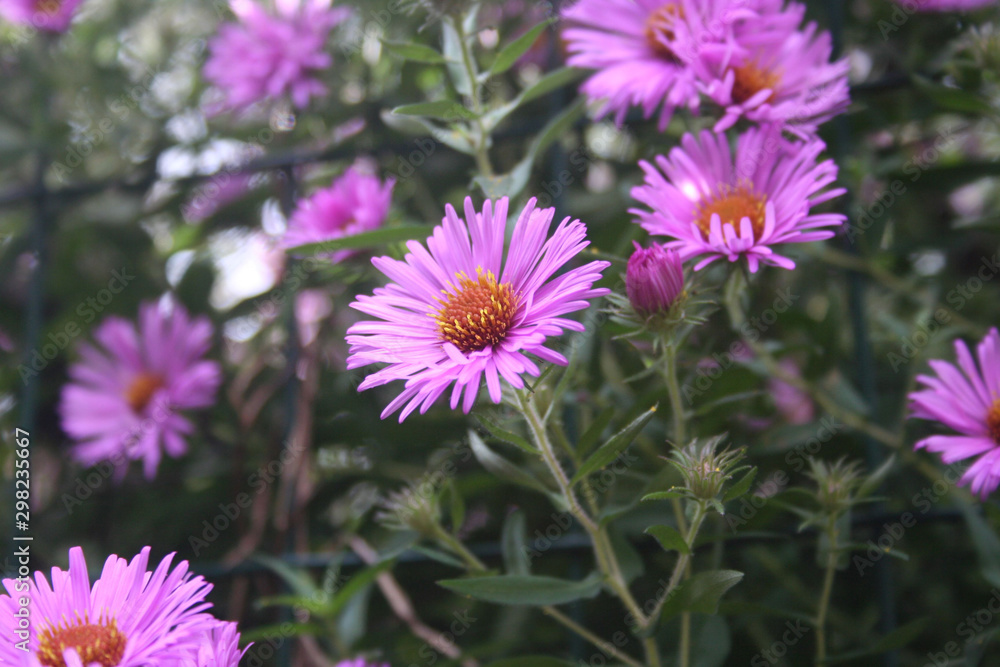 PInk Aster flowers in the garden. AsterFrikarti flowers on autumn PInk Aster flowers in the garden. AsterFrikarti flowers on autumn
