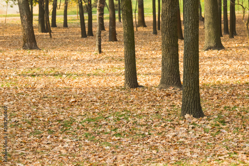 Black tree trunks in autumn park, yellow leaves on green grass Black tree trunks in autumn park, yellow leaves on green grass