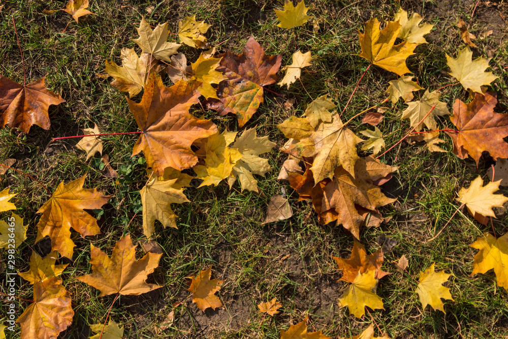 Autumn leaves on green grass, top view