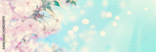 Blossoming cherry tree on light sky background in sunlight. Soft pastel toned...