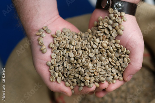 green unroasted coffee beans in hands