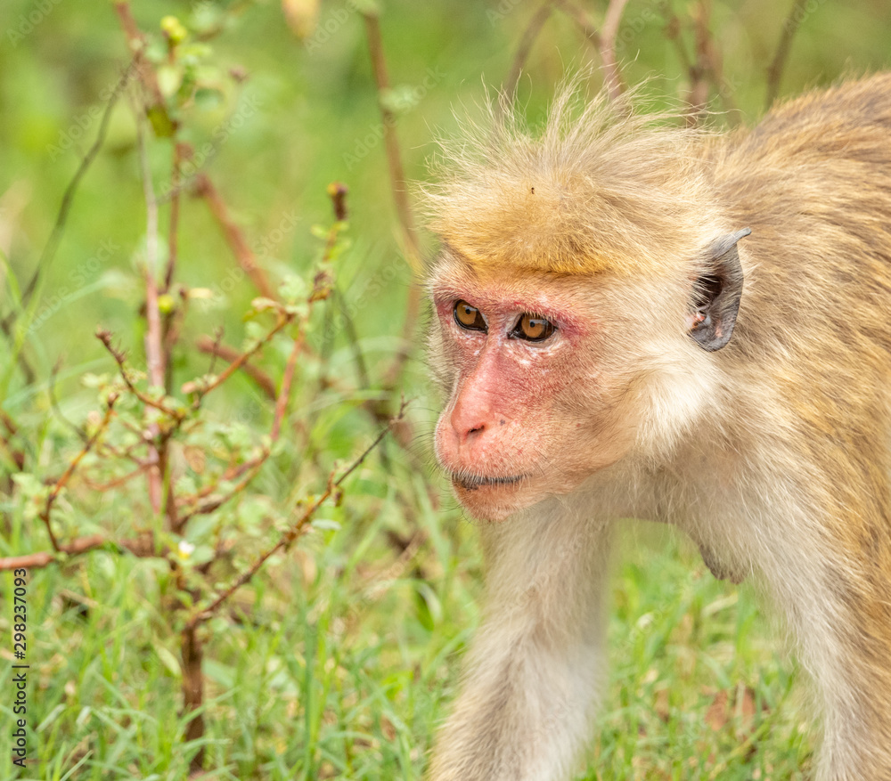 Obraz premium portrait of walking macaque