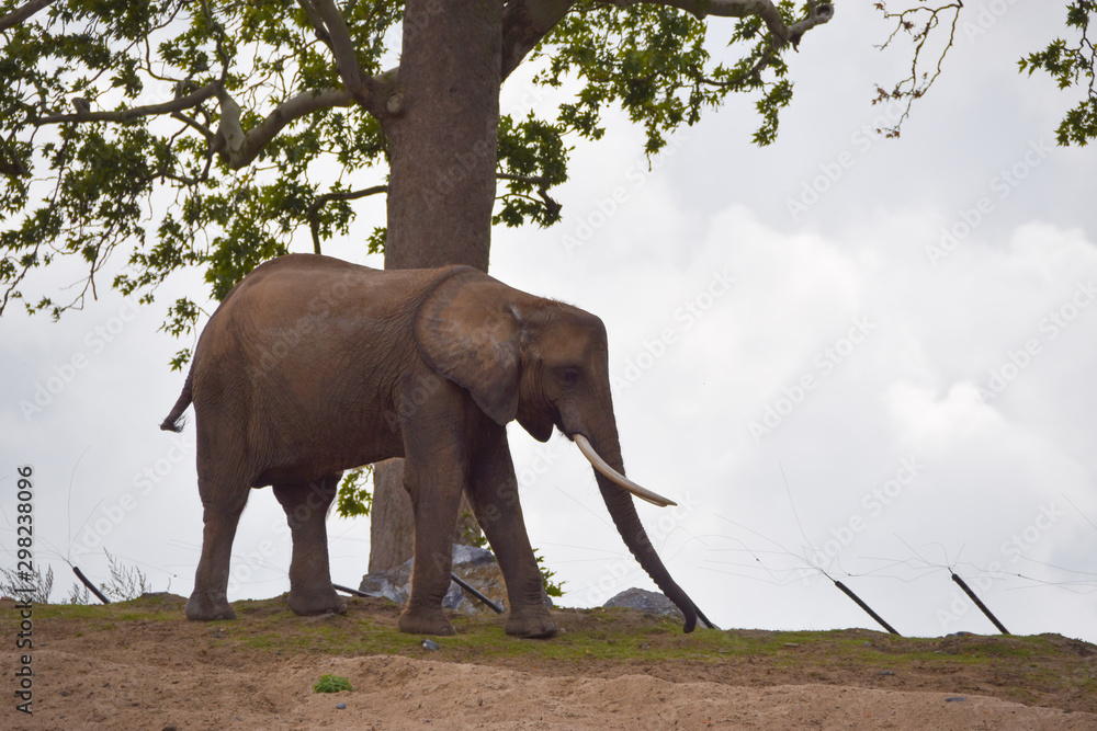 Naklejka premium Eléphant d'Afrique