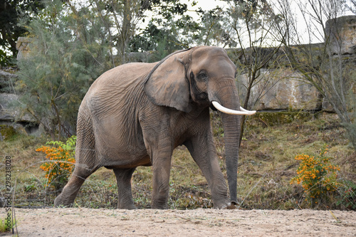 El  phant d Afrique