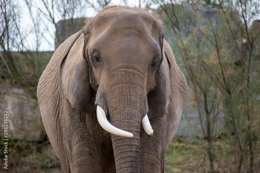 Obraz premium Eléphant d'Afrique