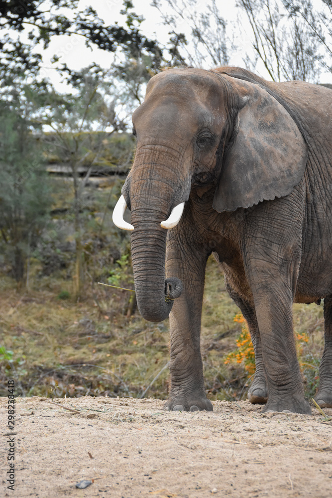 Fototapeta premium Eléphant d'Afrique