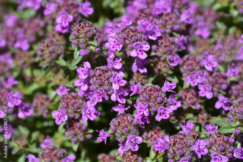 Breckland thyme flowers in the garden