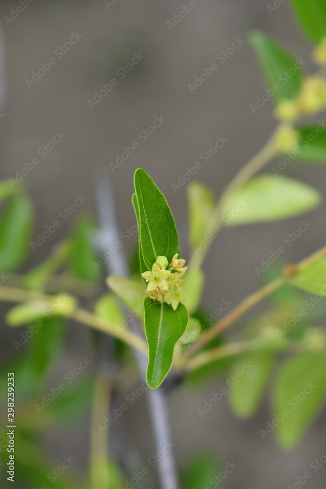Fototapeta premium Jujube flower