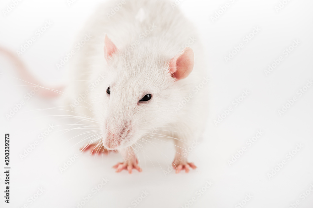 white rat on white background with copy space in New year white rat on white background with copy space in New year