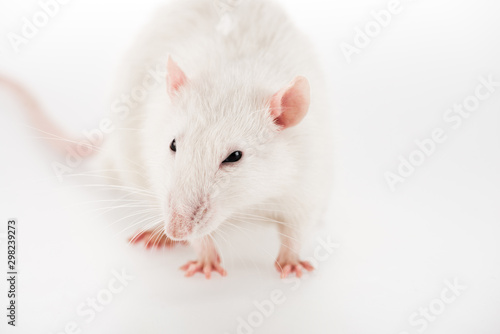 white rat on white background with copy space in New year