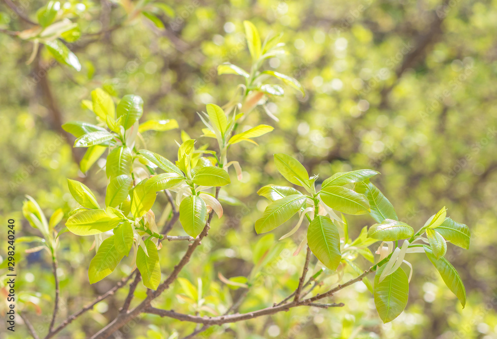Put forth fresh green leaves and buds of banyan tree in the tropical forest Put forth fresh green leaves and buds of banyan tree in the tropical forest