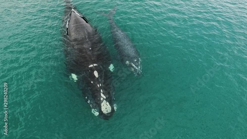 Mother and calf of southern right whales breathing together in shalow clear waters of patagonian sea drone frontal shot slowmotion photo