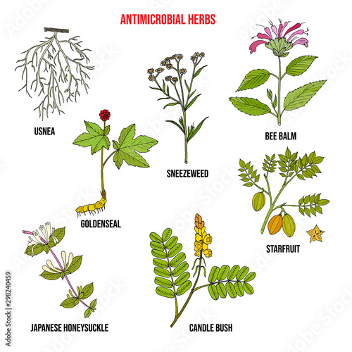 Set of antimicrobial herbs