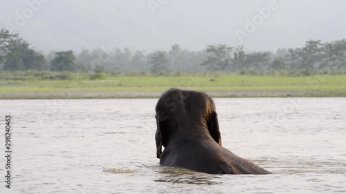 Elephant bathing and showering in water in the Gandak river in Chitwan National Park, Nepal photo