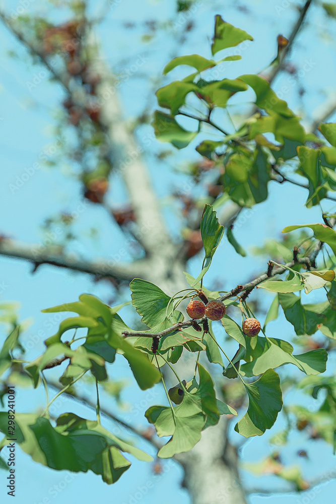 The fruit of ginkgo tree in autumn