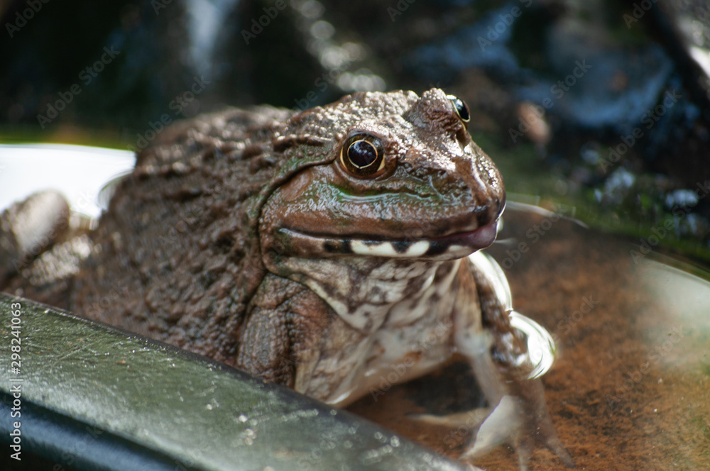 Obraz premium Frog raising