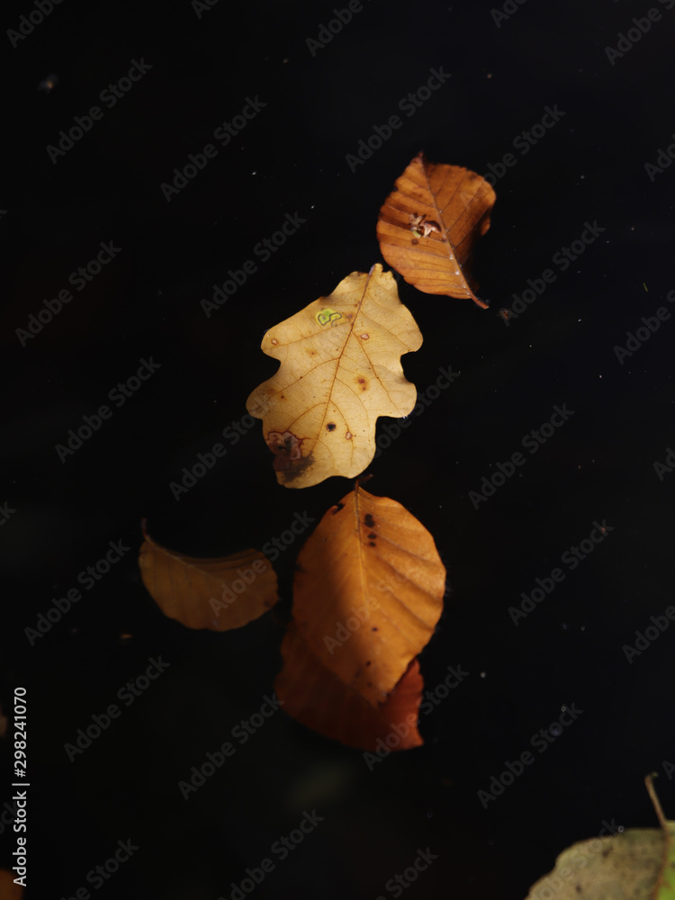 Autumn Autumn