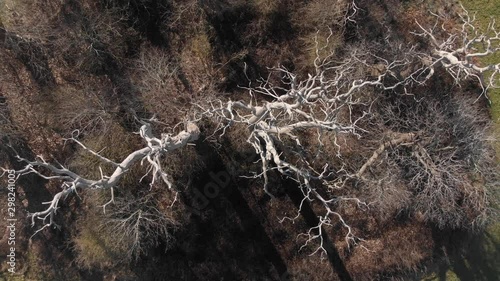 Bird's Eye View Panning Out From Standing White Dead Trees 4K Cine D