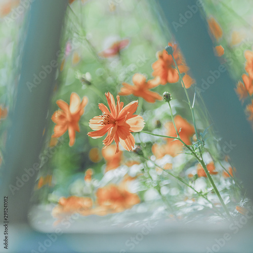 Little wild flowers in the fence