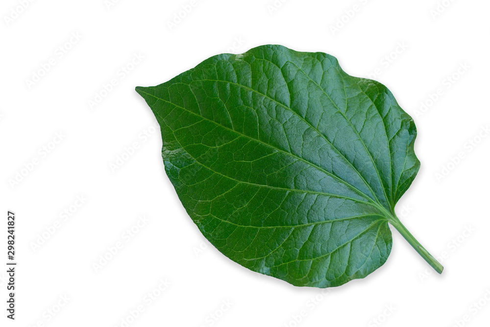 Green leaves isolated on white background, Details of Chaplo leaves Green leaves isolated on white background, Details of Chaplo leaves