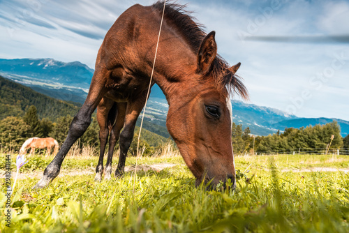 Obraz na plátně Brown Horse Grazing on Green Pasture Meadow, Close Up Portrait