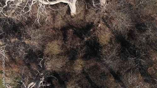 Flying Out Of Standing Dead Trees, Birds Eye View, 4K, Cine D.