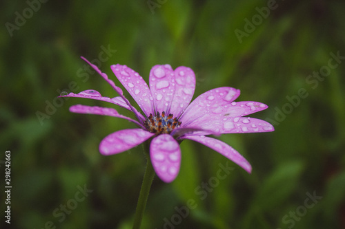 beautiful light pink african daisy flower with water drops on blossom