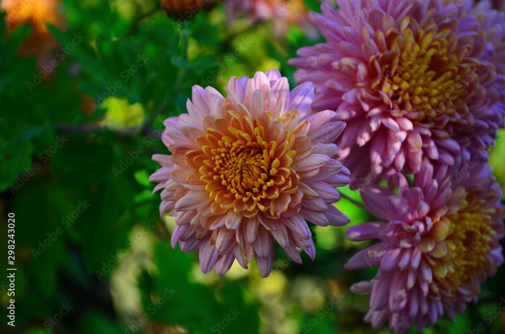 Close-up of chrysantemum flowers. Macro photography of nature. Close-up of chrysantemum flowers. Macro photography of nature.
