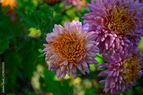 Close-up of chrysantemum flowers. Macro photography of nature.