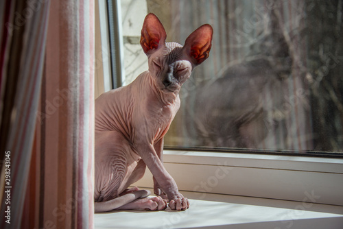 Small Sphinx cat sitting by the window in the spring sunshine