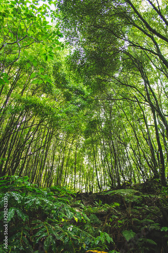 Tropical rainforest on the island of Sao Miguel  Azores  Portugal