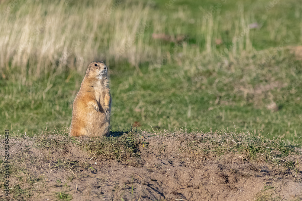 A prairie dog standing in the field, watching out for predators A prairie dog standing in the field, watching out for predators