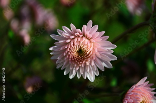 Close-up of chrysantemum flowers. Macro photography of nature.