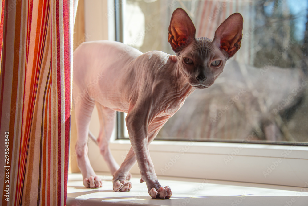 Small Sphinx cat is playing at a window in the spring sunshine