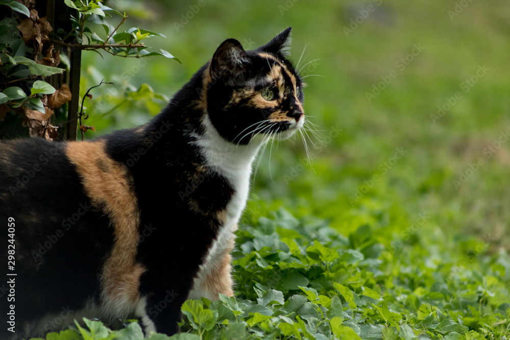 Big and curious looking calico cat with green eyes standing on all fours in the high grass.