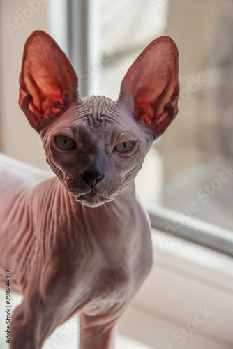 Small Sphinx cat sitting by the window in the spring sunshine © Юлия Серова